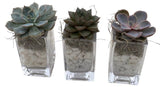 Trio Mini Succulent Arrangement - Flowers Box London