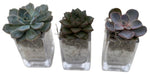 Trio Mini Succulent Arrangement