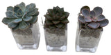 Trio Mini Succulent Arrangement