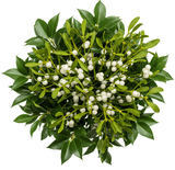 Unique Bouquet of Mistletoe - Flowers Box London