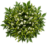 Unique Bouquet of Mistletoe - Flowers Box London