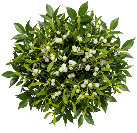Unique Bouquet of Mistletoe - Flowers Box London