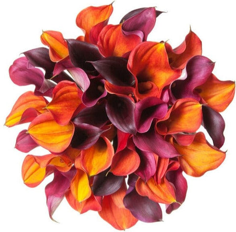 Vibrant Calla Lily Bouquet