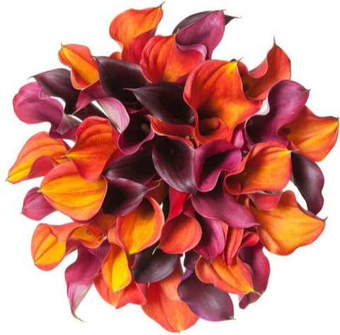 Vibrant Calla Lily Bouquet - Flowers Box London