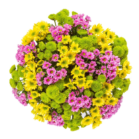 Vibrant Chrysanthemum Trio Bouquet - Flowers Box London