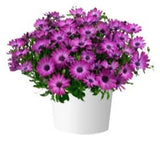 Vibrant Osteospermum Ceramic Pot - Flowers Box London