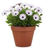 Vibrant Osteospermum Ceramic Pot - Flowers Box London