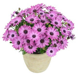 Vibrant Osteospermum Ceramic Pot - Flowers Box London