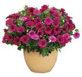 Vibrant Osteospermum Ceramic Pot - Flowers Box London