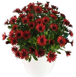 Vibrant Osteospermum Ceramic Pot - Flowers Box London