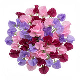 Vibrant Sweet Peas Bouquet - Flowers Box London