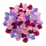 Vibrant Sweet Peas Bouquet