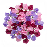 Vibrant Sweet Peas Bouquet