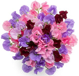 Vibrant Sweet Peas Bouquet - Flowers Box London