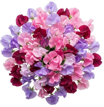 Vibrant Sweet Peas Bouquet