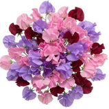 Vibrant Sweet Peas Bouquet - Flowers Box London