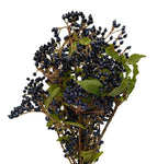 Viburnum Black Berries