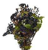 Viburnum Black Berries