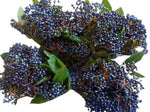 Viburnum Black Berries