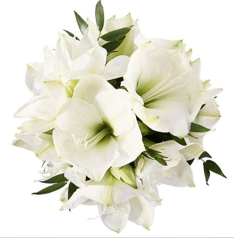 White Amaryllis Bouquet - Flowers Box London
