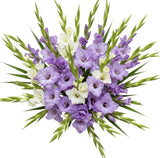 White and Lavender Gladioli Bouquet - Flowers Box London
