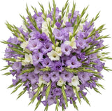 White and Lavender Gladioli Bouquet - Flowers Box London