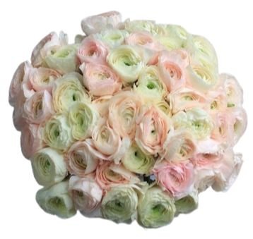White and Light Pink Ranunculus Bouquet - Flowers Box London