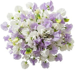 White and Lilac Sweet Pea Bouquet