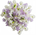 White and Lilac Sweet Pea Bouquet