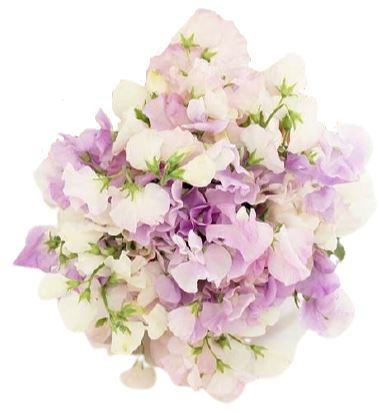 White and Lilac Sweet Pea Bouquet