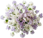 White and Lilac Sweet Pea Bouquet - Flowers Box London