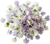 White and Lilac Sweet Pea Bouquet - Flowers Box London