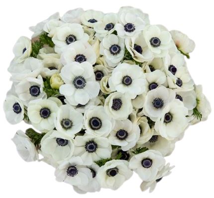 White Anemone Bouquet - Flowers Box London