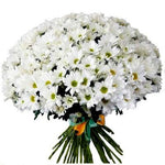 White Daisy Chrysanthemum Bouquet