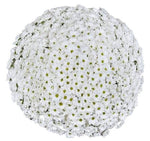 White Daisy Chrysanthemum Bouquet