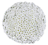 White Daisy Chrysanthemum Bouquet