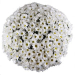White Daisy Chrysanthemum Bouquet