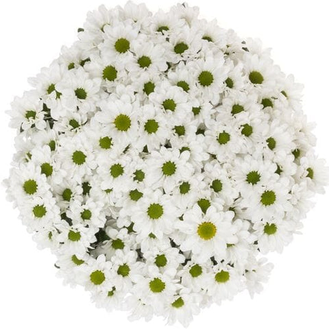 White Daisy Chrysanthemum Bouquet - Flowers Box London
