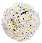 White Daisy Chrysanthemum Bouquet - Flowers Box London