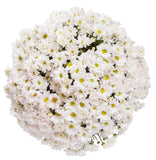 White Daisy Chrysanthemum Bouquet - Flowers Box London
