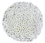 White Daisy Chrysanthemum Bouquet - Flowers Box London