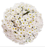 White Daisy Chrysanthemum Bouquet