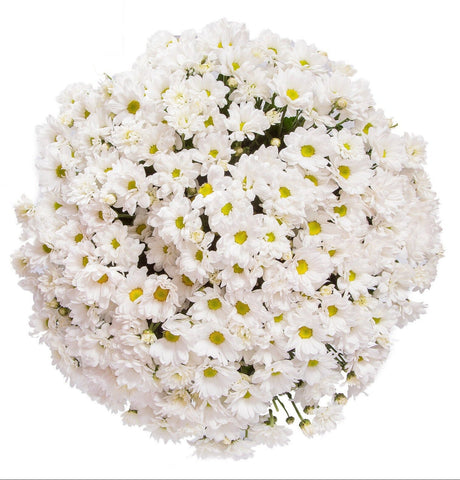 White Daisy Chrysanthemum Bouquet
