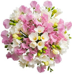 White Freesias and Sweet Pea Bouquet - Flowers Box London