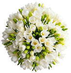 White Freesias Bouquet