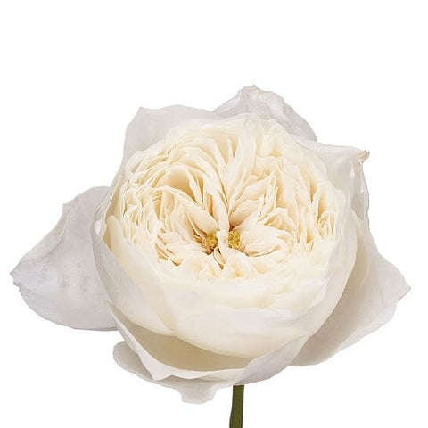 White Garden Roses x10 - bridal bouquet special order - Flowers Box London