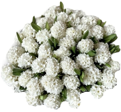 White Hyacinth