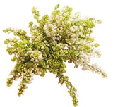 White Lilac Bouquet - Flowers Box London