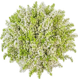 White Lilac Bouquet - Flowers Box London