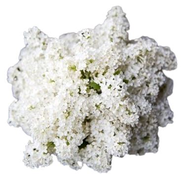White Lilac Bouquet